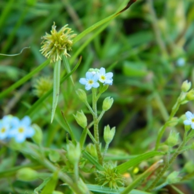 Myosotis laxa subsp. caespitosa (Water Forget-me-not) at Fadden, ACT - 31 Dec 2015 by ArcherCallaway