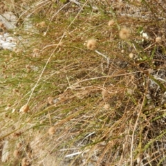 Calotis lappulacea (Yellow Burr Daisy) at Stromlo, ACT - 31 Dec 2015 by MichaelMulvaney