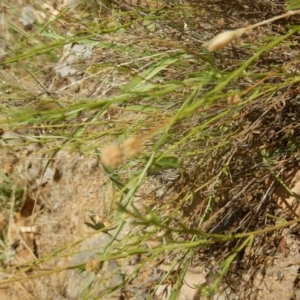 Calotis lappulacea at Stromlo, ACT - 31 Dec 2015