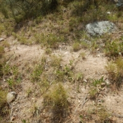 Calotis lappulacea at Stromlo, ACT - 31 Dec 2015