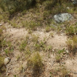 Calotis lappulacea at Stromlo, ACT - 31 Dec 2015