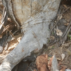 Diporiphora nobbi at Uriarra Village, ACT - 31 Dec 2015 11:57 AM