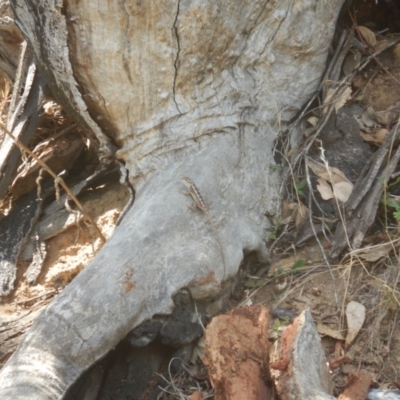 Diporiphora nobbi (Nobbi Dragon) at Stony Creek - 31 Dec 2015 by MichaelMulvaney