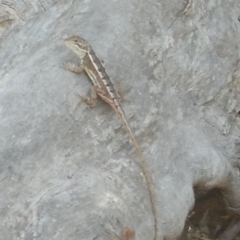 Diporiphora nobbi at Uriarra Village, ACT - 31 Dec 2015