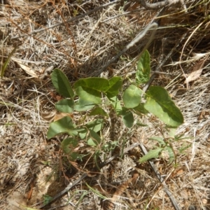 Oxytes brachypoda at Stromlo, ACT - 31 Dec 2015