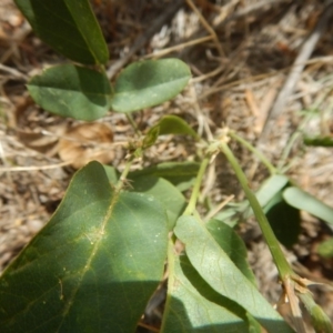 Oxytes brachypoda at Stromlo, ACT - 31 Dec 2015 12:02 PM