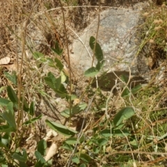 Oxytes brachypoda at Stromlo, ACT - 31 Dec 2015