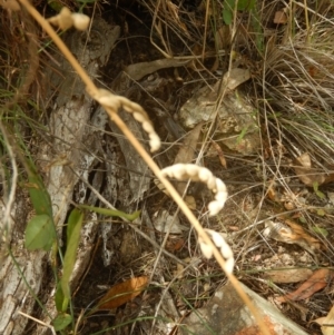 Oxytes brachypoda at Stromlo, ACT - 31 Dec 2015