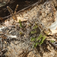 Cheilanthes distans (Bristly Cloak Fern) at Stromlo, ACT - 31 Dec 2015 by MichaelMulvaney