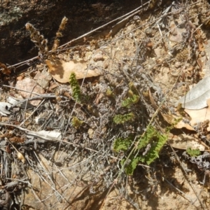 Cheilanthes distans at Stromlo, ACT - 31 Dec 2015