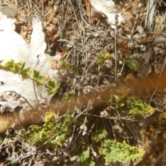 Cheilanthes distans at Stromlo, ACT - 31 Dec 2015