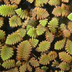 Azolla pinnata (Ferny Azolla) at Belconnen, ACT - 28 Dec 2015 by ArcherCallaway