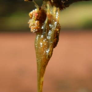 Azolla pinnata at Belconnen, ACT - 28 Dec 2015