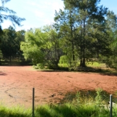 Azolla pinnata at Belconnen, ACT - 28 Dec 2015