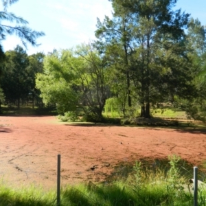 Azolla pinnata at Belconnen, ACT - 28 Dec 2015