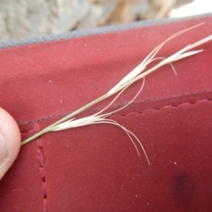 Anthosachne scabra (Common Wheat-grass) at Stromlo, ACT - 31 Dec 2015 by MichaelMulvaney