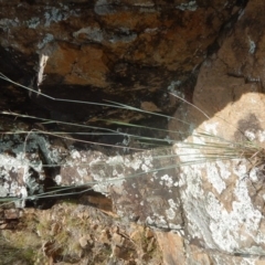 Anthosachne scabra at Stromlo, ACT - 31 Dec 2015