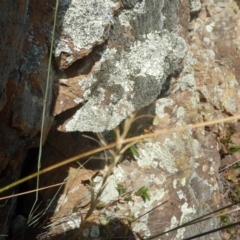 Anthosachne scabra at Stromlo, ACT - 31 Dec 2015