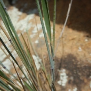 Anthosachne scabra at Stromlo, ACT - 31 Dec 2015 12:07 PM