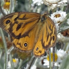 Heteronympha merope (Common Brown Butterfly) at Molonglo Valley, ACT - 17 Dec 2015 by galah681