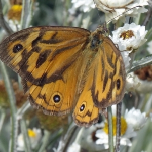 Heteronympha merope at Molonglo Valley, ACT - 17 Dec 2015 09:53 AM