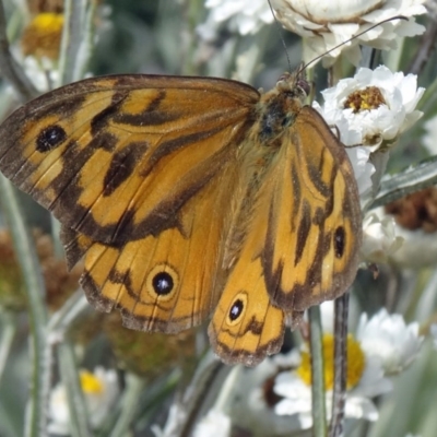 Heteronympha merope (Common Brown Butterfly) at Molonglo Valley, ACT - 16 Dec 2015 by galah681