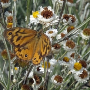 Heteronympha merope at Molonglo Valley, ACT - 17 Dec 2015 09:53 AM