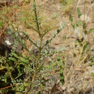 Indigofera adesmiifolia at Stromlo, ACT - 31 Dec 2015 12:19 PM