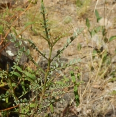 Indigofera adesmiifolia (Tick Indigo) at Stromlo, ACT - 31 Dec 2015 by MichaelMulvaney