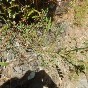 Indigofera adesmiifolia at Stromlo, ACT - 31 Dec 2015