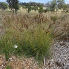 Sorghum leiocladum (Wild Sorghum) at Molonglo Valley, ACT - 16 Dec 2015 by galah681