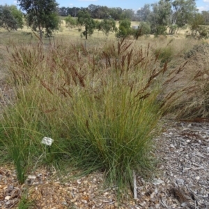 Sorghum leiocladum at Molonglo Valley, ACT - 17 Dec 2015