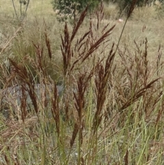 Sorghum leiocladum at Molonglo Valley, ACT - 17 Dec 2015