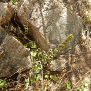 Cheilanthes distans at Stromlo, ACT - 31 Dec 2015