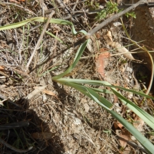 Dianella sp. aff. longifolia (Benambra) at Stromlo, ACT - 31 Dec 2015