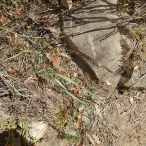 Dianella sp. aff. longifolia (Benambra) at Stromlo, ACT - 31 Dec 2015