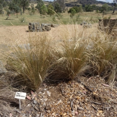 Poa labillardierei (Common Tussock Grass, River Tussock Grass) at Sth Tablelands Ecosystem Park - 16 Dec 2015 by galah681