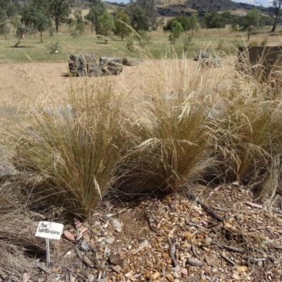 Poa labillardierei (Common Tussock Grass, River Tussock Grass) at Molonglo Valley, ACT - 16 Dec 2015 by galah681