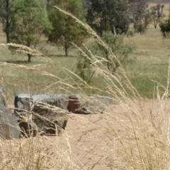 Poa labillardierei at Molonglo Valley, ACT - 17 Dec 2015 09:59 AM