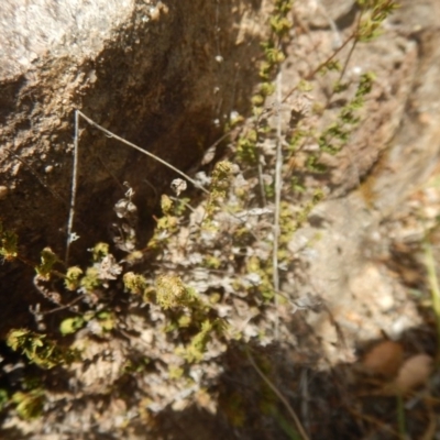 Cheilanthes distans (Bristly Cloak Fern) at Stony Creek - 31 Dec 2015 by MichaelMulvaney