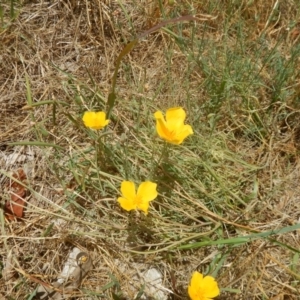 Eschscholzia californica at Stromlo, ACT - 31 Dec 2015 12:46 PM