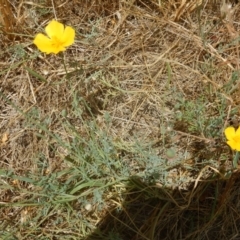 Eschscholzia californica at Stromlo, ACT - 31 Dec 2015 12:46 PM