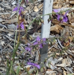 Arthropodium fimbriatum (Nodding Chocolate Lily) at Molonglo Valley, ACT - 17 Dec 2015 by galah681