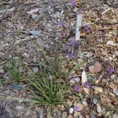 Arthropodium fimbriatum at Molonglo Valley, ACT - 17 Dec 2015