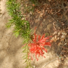 Grevillea juniperina (Grevillea) at Stromlo, ACT - 31 Dec 2015 by MichaelMulvaney