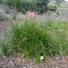 Carex appressa (Tall Sedge) at Sth Tablelands Ecosystem Park - 16 Dec 2015 by galah681