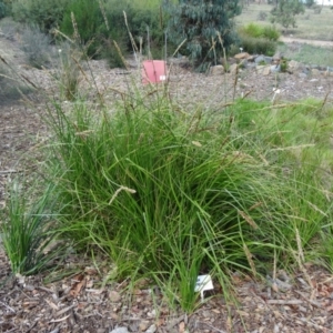 Carex appressa at Molonglo Valley, ACT - 17 Dec 2015