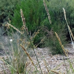 Carex appressa at Molonglo Valley, ACT - 17 Dec 2015