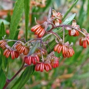 Dodonaea viscosa subsp. angustissima at Molonglo Valley, ACT - 17 Dec 2015