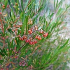 Dodonaea viscosa subsp. angustissima at Molonglo Valley, ACT - 17 Dec 2015